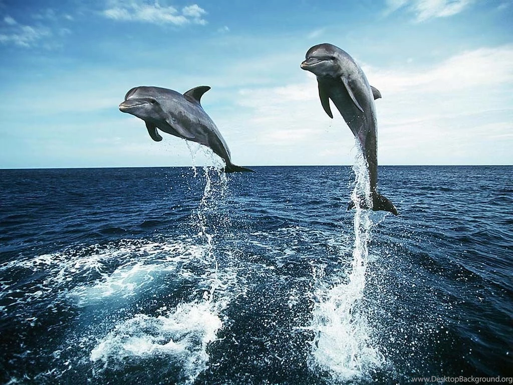 Dolphin Wallpapers Desktop PC
