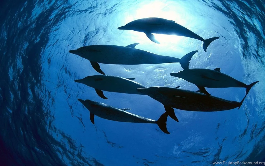 Top Download Dolphin Universe Fantasy Images For Pinterest