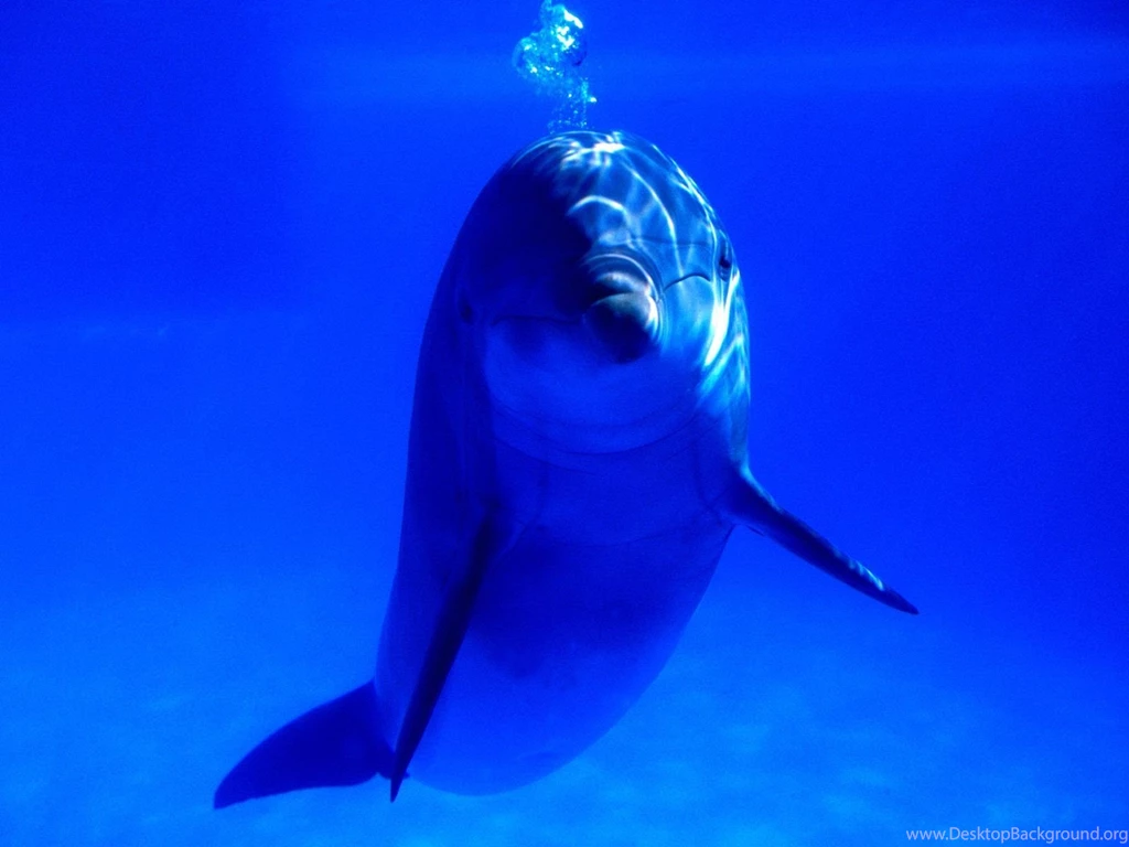 Bottlenose Dolphin Wallpapers