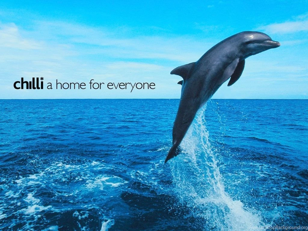 Free Dolphin Pictures Widescreen HD Wallpapers