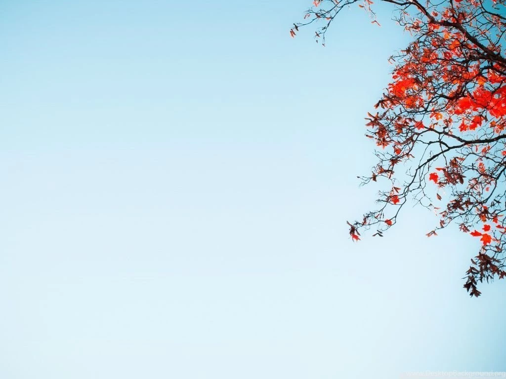 Red Tree Against A Blue Sky HD Desktop Wallpapers : High Definition ...