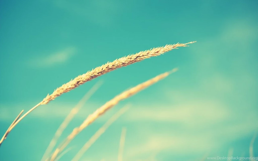 1280x800 Wheat And Blue Sky Desktop PC And Mac Wallpapers