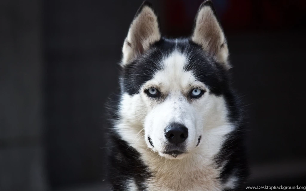 140 Husky HD Wallpapers