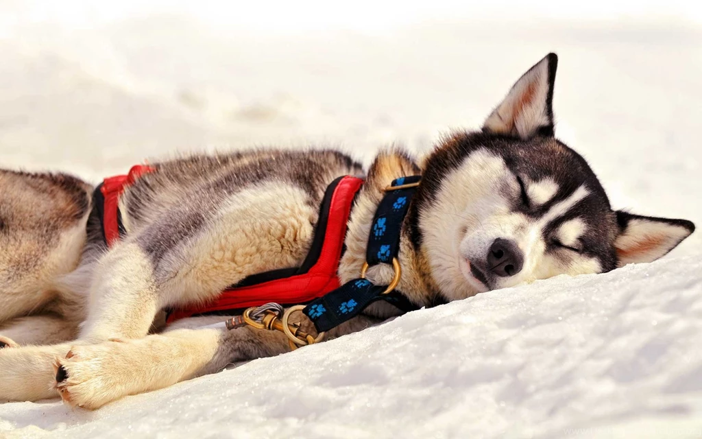 HD Siberian Husky Wallpapers Desktop Free Download