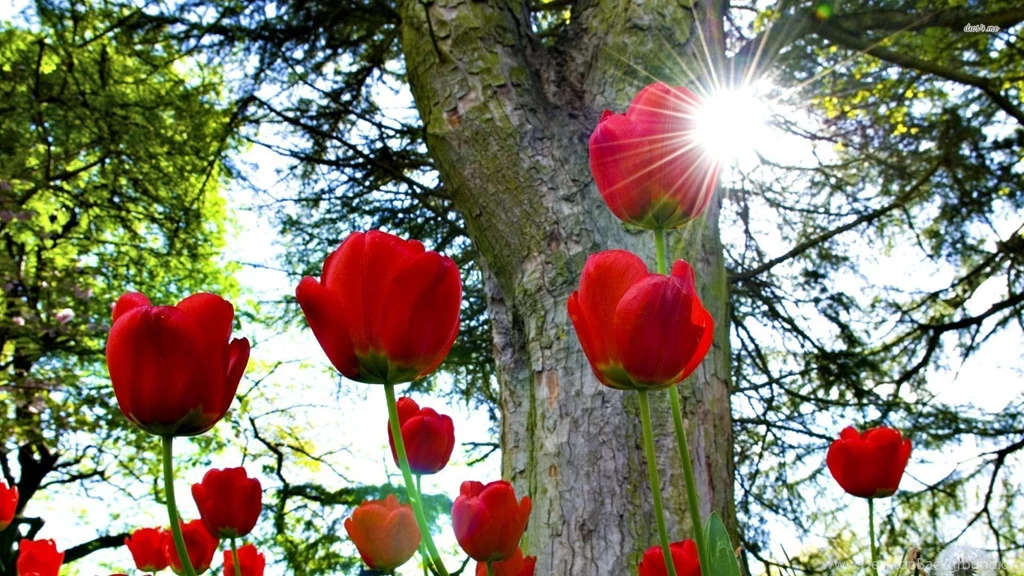 30 Amazing Free HD Flower Wallpapers