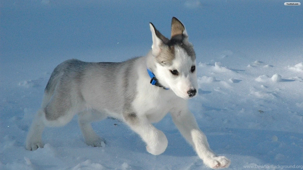 YouWall Husky Wallpapers Wallpaper,wallpapers,free Wallpapers ...