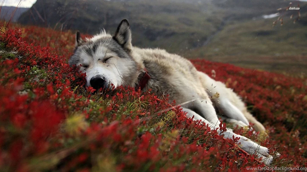 Sleeping Husky Wallpapers Animal Wallpapers