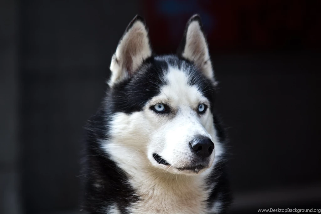 Husky Wallpapers