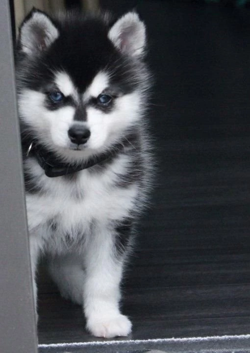 Siberian Husky Wallpapers Android Apps And Tests AndroidPIT