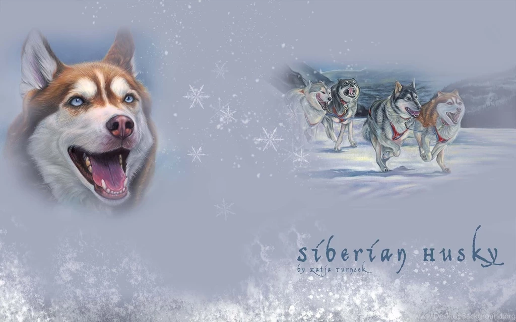 Siberian Husky Wallpapers HD Download
