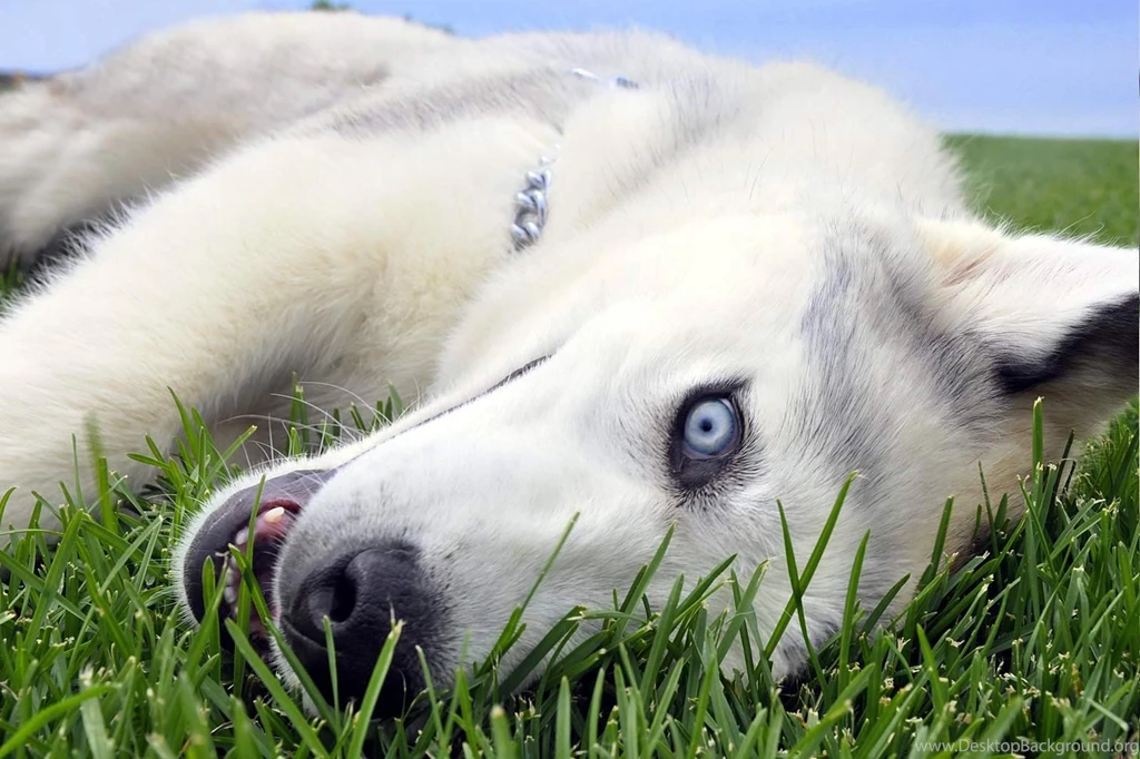 PUPPIES HUSKY WALLPAPER WALF1038