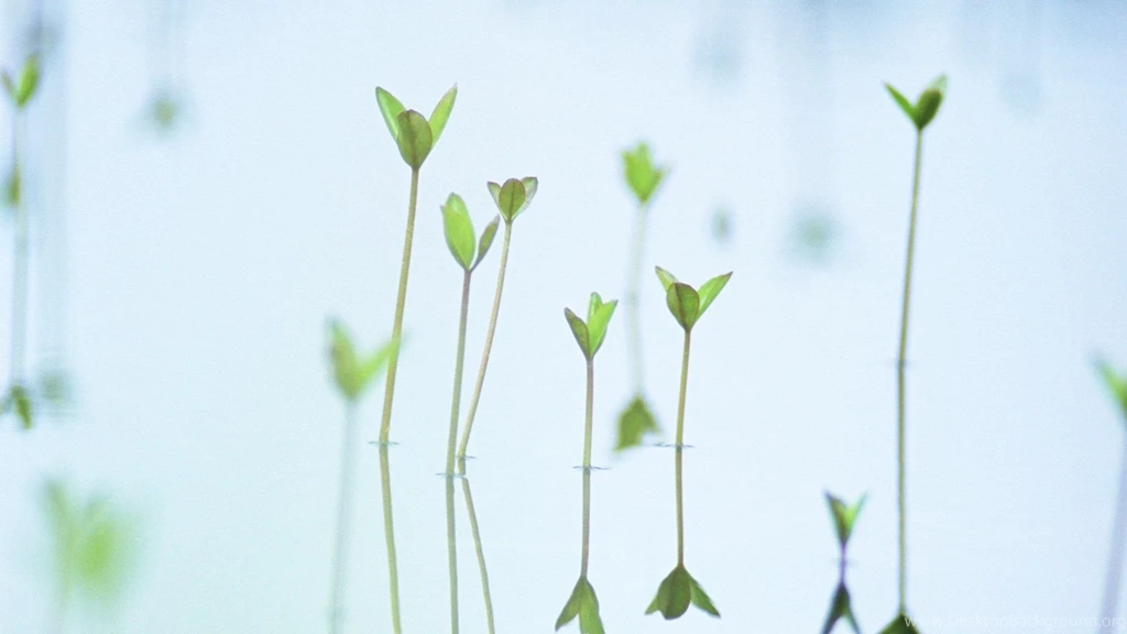 Summer Greeny Fresh Green Leaves Photos1920*1080第30 Desktop ...