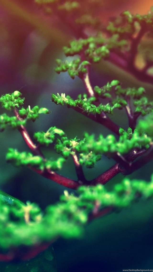 Fresh iPhone 5s Wallpapers