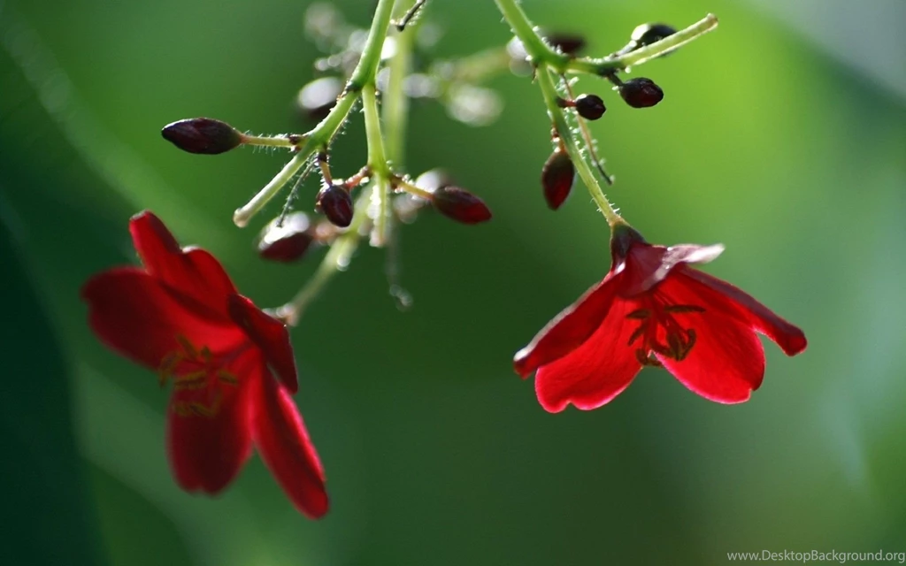 Red Flowers HD Wallpapers