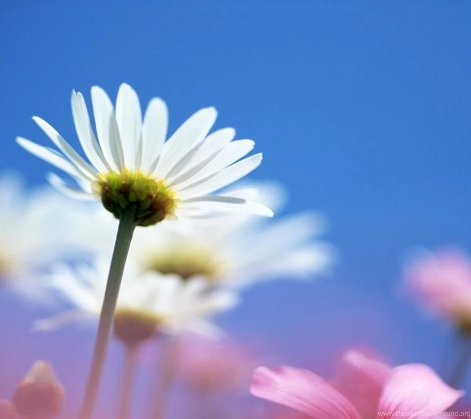 Bright White Flower Android Wallpapers 960x854 Hd Wallpapers ...