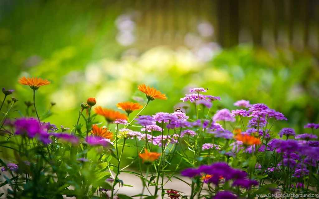 Indian Flowers Images And Wallpapers Download