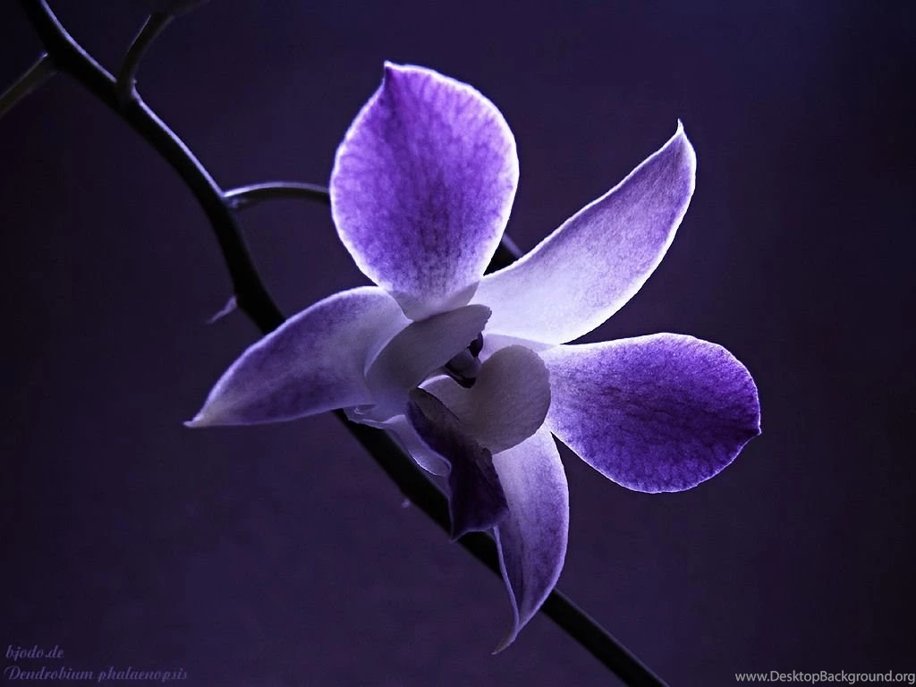 Natural Photos Of Flowers And Wallpapers Download