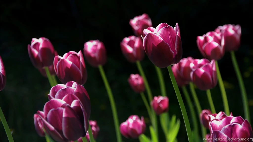 Flowers Wallpapers Page 1 HD Wallpapers