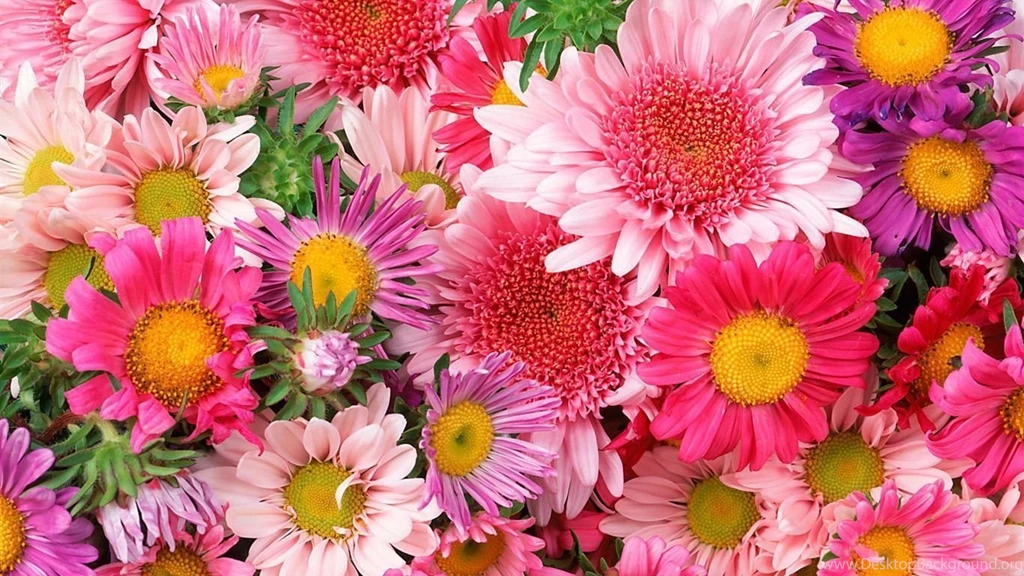 Wallpapers With Flowers Wallpapers HD Base