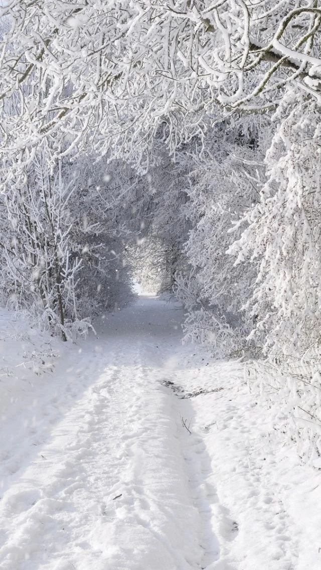 640x1136 Solid Winter Forest & Road Iphone 5 Wallpapers