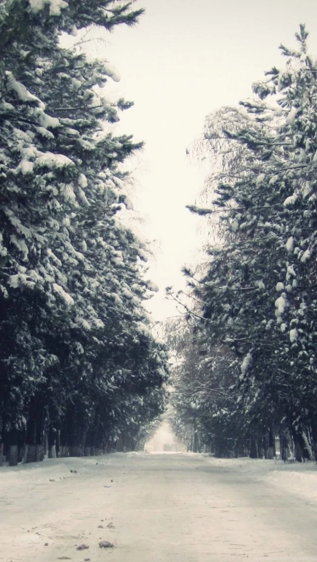 640x1136 Winter Avenue Forest & Road Iphone 5 Wallpapers