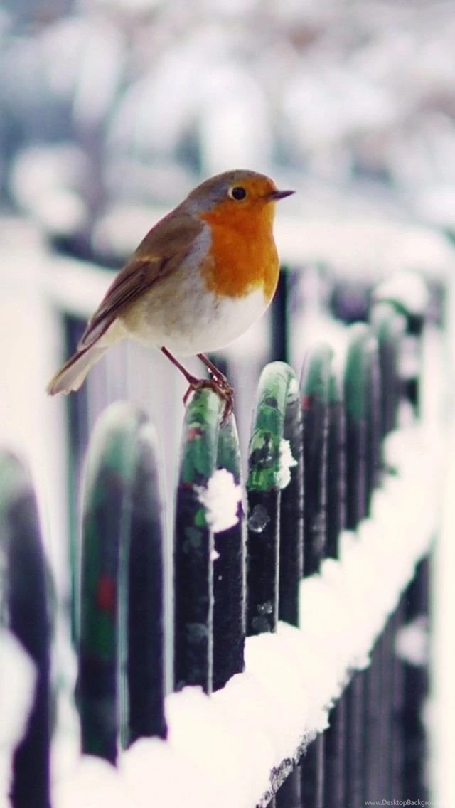 Snow Fence Bird Winter iPhone 5s Wallpapers Download