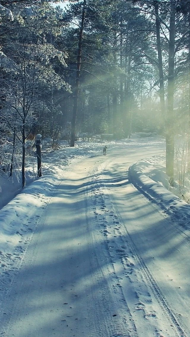 640x1136 Winter Road & Forest Iphone 5 Wallpapers