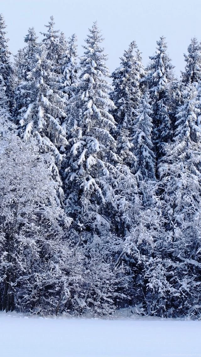 640x1136 Wallpapers Winter Forest iPhone 5 Wallpapers