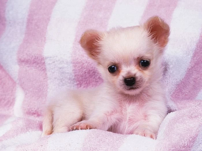Lovely Puppy Portraits Studio Shots Of Cute Puppies 1600 1200 Baby ...