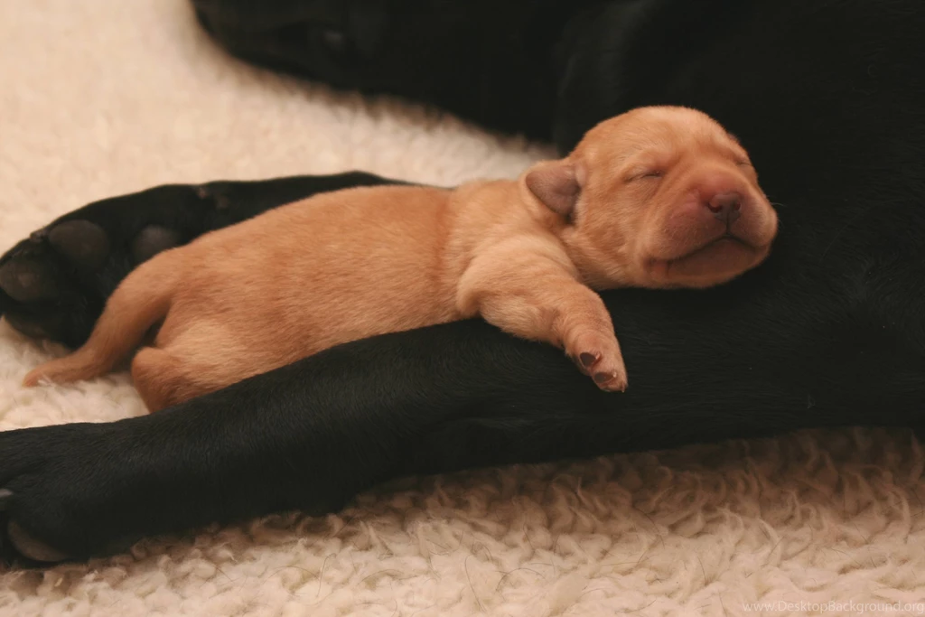 Cute Newborn Puppy Cutest Newborn Puppy PowerballForLife