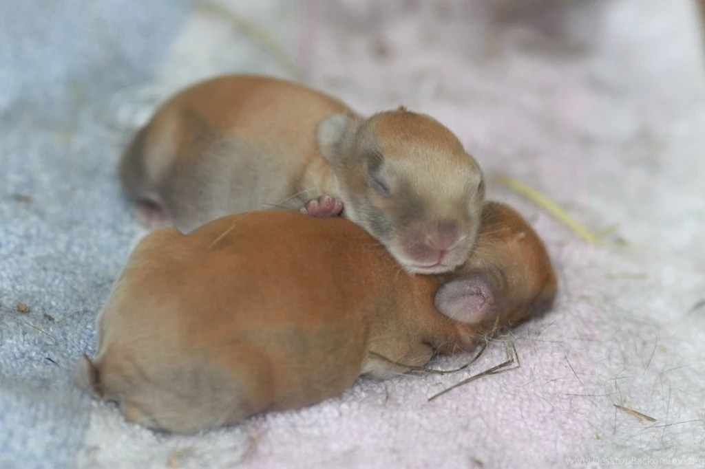 Baby Bunnies Teh Cute Cute Puppies Cute Kittens Other CatBreedsPic ...