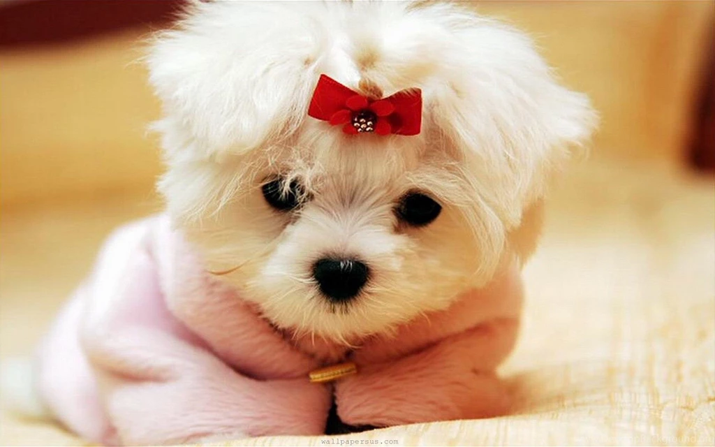 Cute Baby Puppies Hd Wallpapers The Wallpapers 1920x1200PX White ...