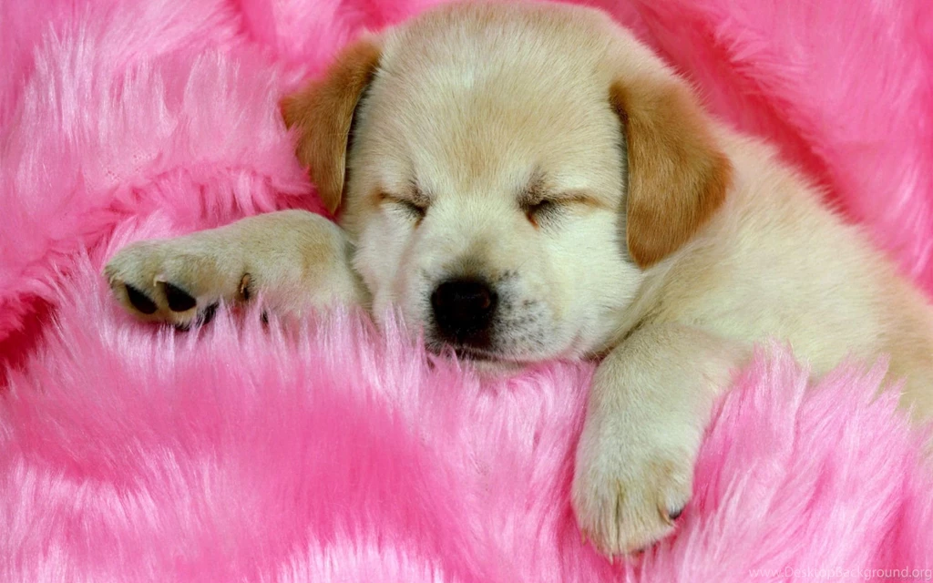 Cute Baby Puppies Sleeping Wallpaper.