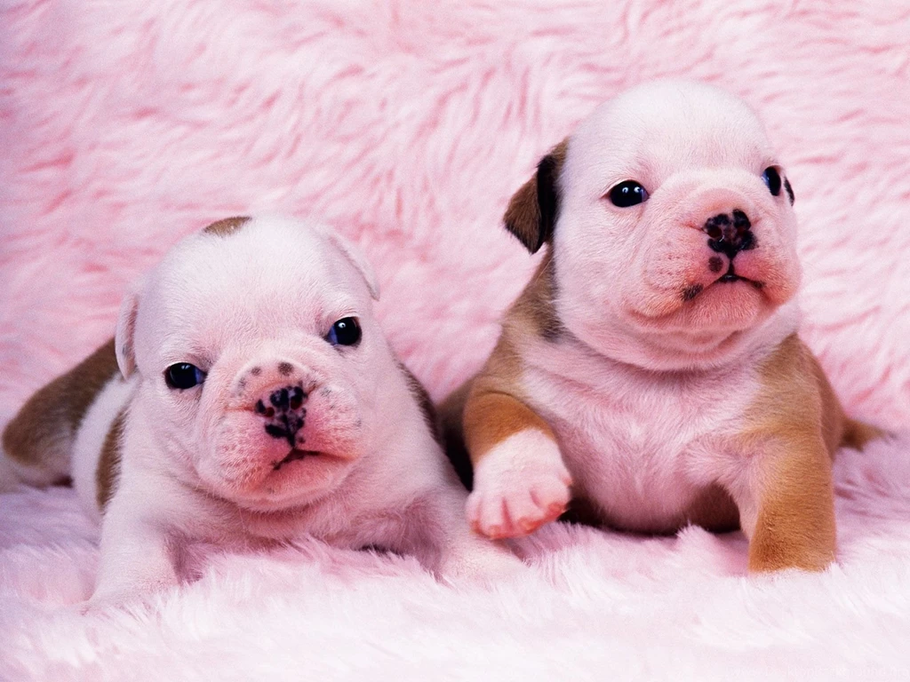 Cartoon Baby Animals Hd Widescreen 11 Hd Wallpapers Amagico