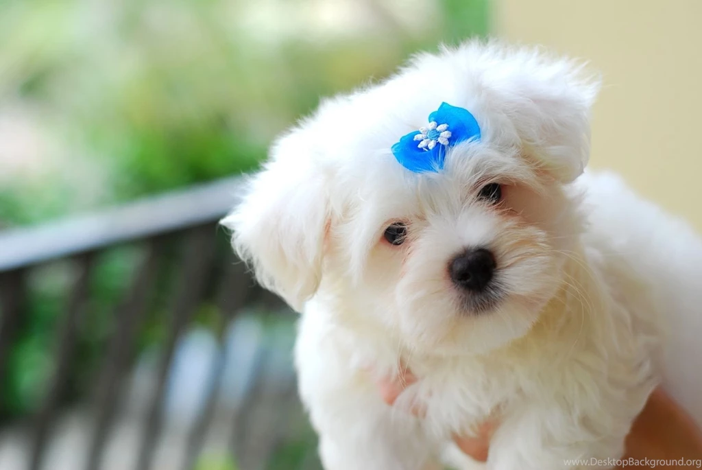Cute Baby Animals Backgrounds