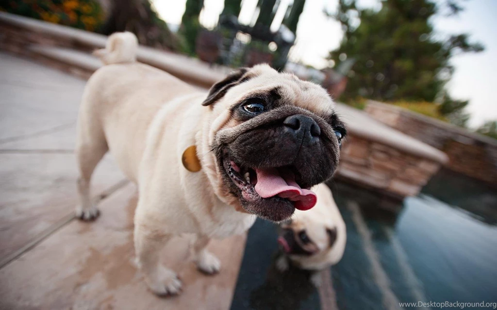 Funny Pug Wallpapers