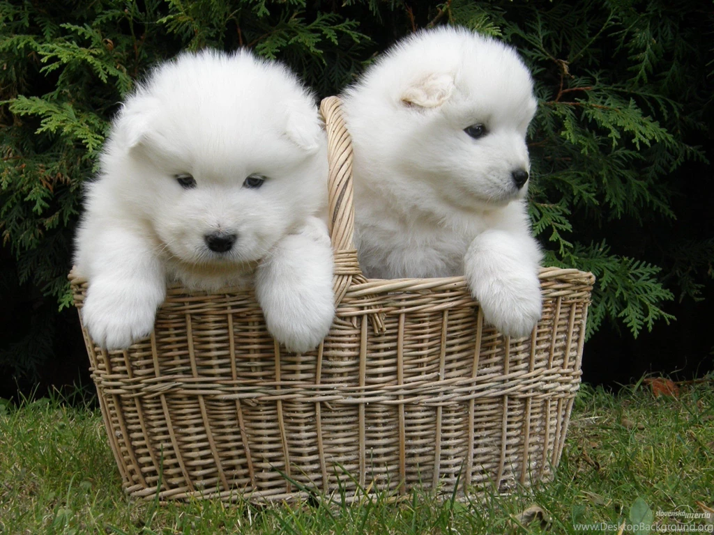 SAMOYED Dog Dogs Canine Baby Puppy Wallpapers