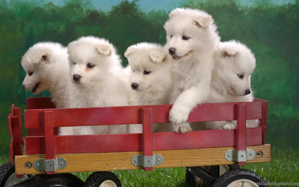 SAMOYED Dog Dogs Canine Baby Puppy Wallpapers