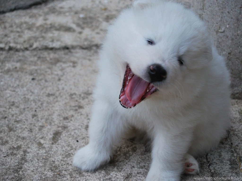SAMOYED Dog Dogs Canine Baby Puppy Wallpapers