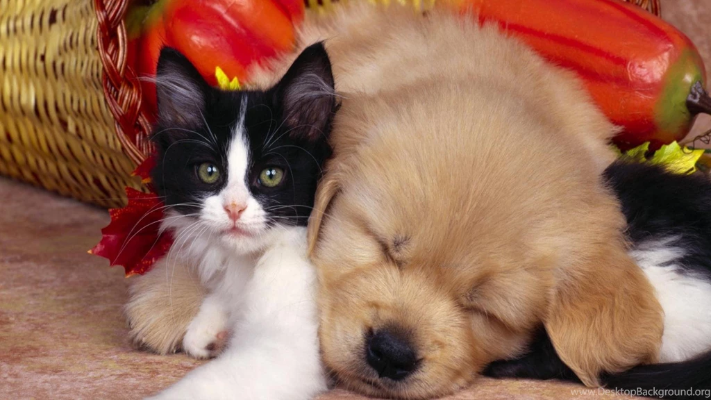 Puppies