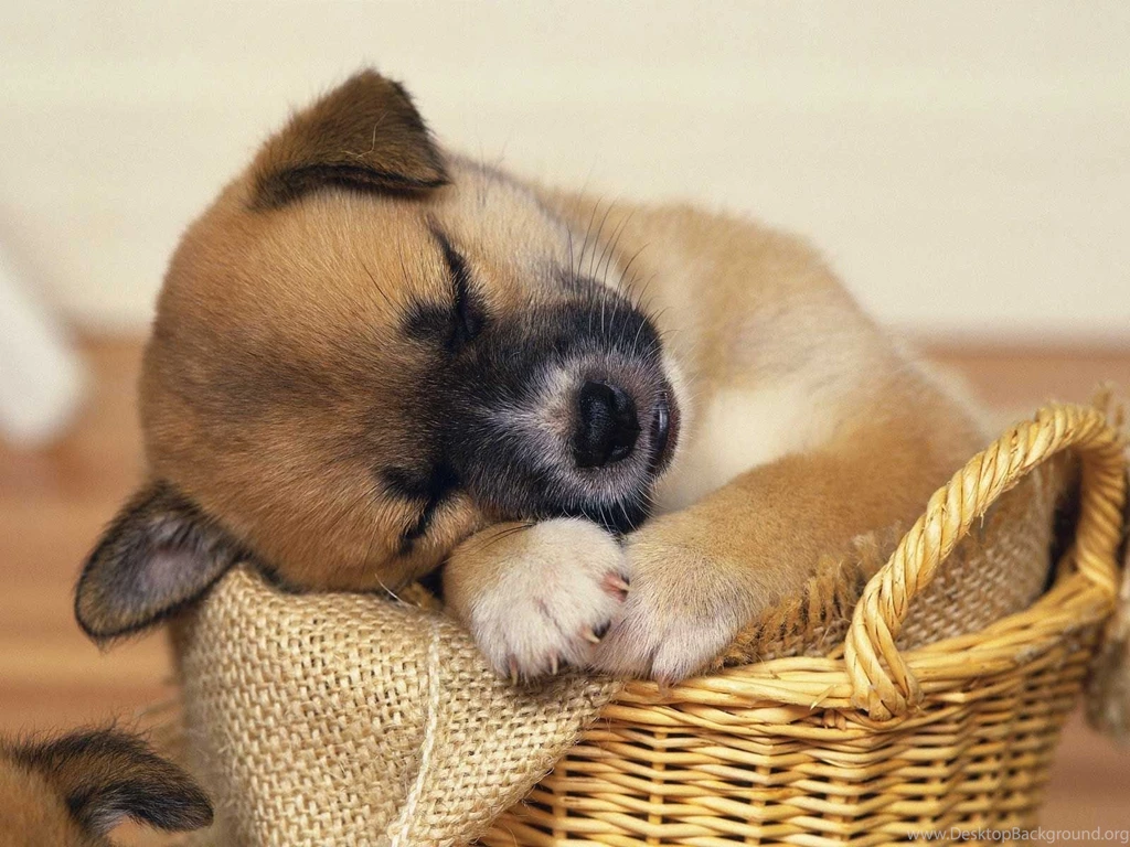 Super Cute Baby Puppies Sleeping Wallpaper.