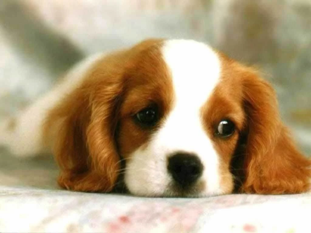 Cute Puppies Wallpapers 10001 Hd Wallpapers In Animals Imagesci ...