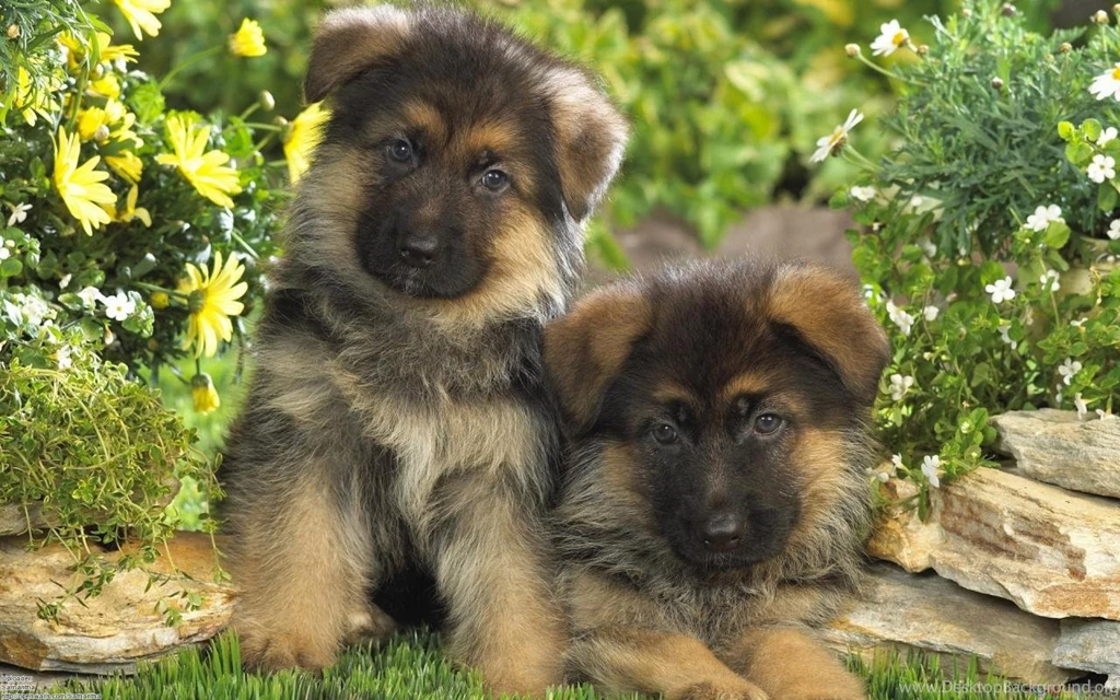 German Shepherd Puppy Desktop Wallpapers And Images