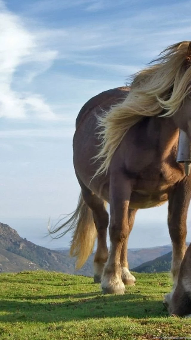 Horse iPhone 5 Wallpapers