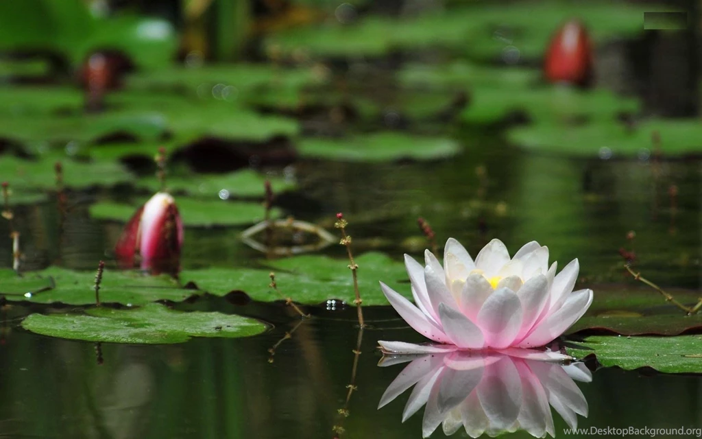 Water Lily Flower HD Wallpapers