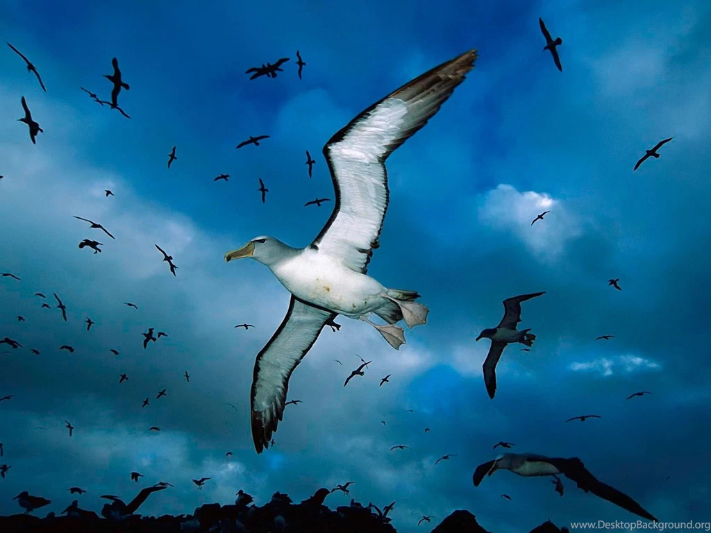 Flying Birds Desktop Wallpapers, Flying Birds Images, New Wallpapers
