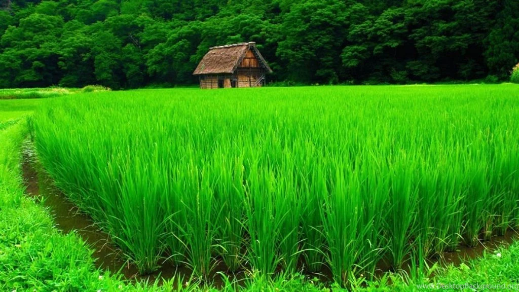 Nature Wallpapers HD Desktop Backgrounds