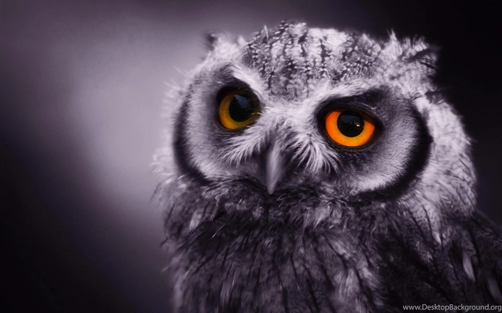 Night Owl Animal Picture Desktop Background.jpg