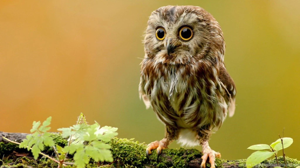 Pictures Of Baby Owls HD Wallpapers Pretty