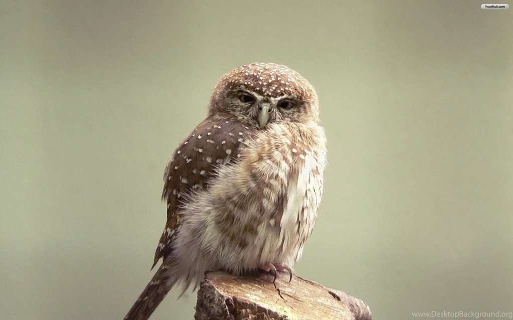 YouWall Little Weird Owl Wallpapers Wallpaper,wallpapers,free ...